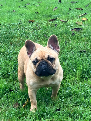 Étalon Bouledogue français - Uranium du Domaine des Bastidiens