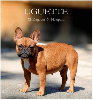 Étalon Bouledogue français - Ursula of kingdom of malapata