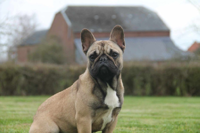 Étalon Bouledogue français - Urka du domaine des molosses