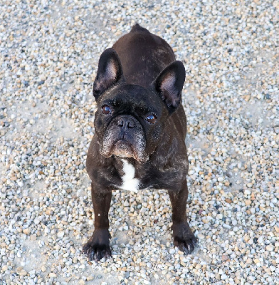 Étalon Bouledogue français - Ilona vom Palloma's Vallee