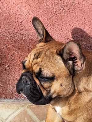 Étalon Bouledogue français - Vakara du castelle Saint Claire