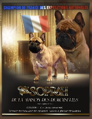 Étalon Bouledogue français - CH. Soprah De La Maison Des Demoiselles