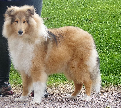 Étalon Colley à poil long - Very important pooch vip d'Ivoirie Field