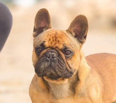 Étalon Bouledogue français - R-omeo Du Domaine Des Chenevières