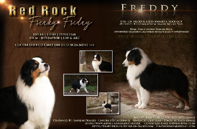 Étalon Berger Américain Miniature - red rock Freaky friday dit freddy