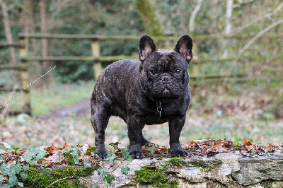 Étalon Bouledogue français - Péplum des Pommes d'Or des Hesperides