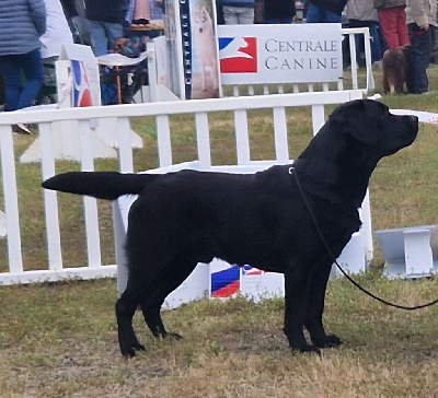 Étalon Labrador Retriever - CH. Salto de la gresilliere}