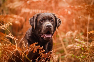 Étalon Labrador Retriever - Togo Des Terres D'Ebin