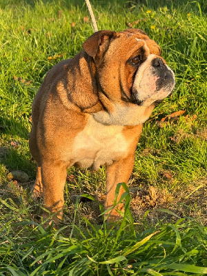 Étalon Bulldog Anglais - Toranto Des éclats De Cassiopée}