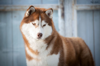 Étalon Siberian Husky - balistaryus dark angel