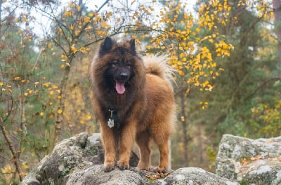 Étalon Eurasier - Shadowhunter de l'Odyssée des Muses