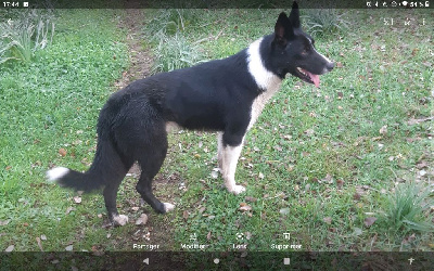 Étalon Border Collie - Peat (Sans Affixe)