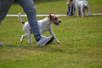 Étalon Parson Russell Terrier - Special silver Da Beira Alta