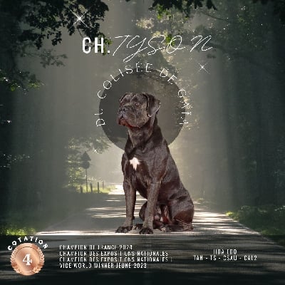 Étalon Cane Corso - CH. Tyson Du Colisée De Gaïa}