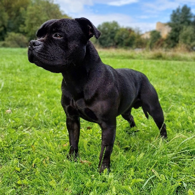 Étalon Staffordshire Bull Terrier - Ti' loki des Espoirs de Wallieux