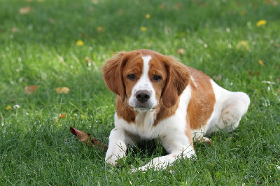 Étalon Epagneul Breton - Mon chien du Canal de Lunel