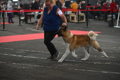 Étalon Akita americain - Voyou Of Majestic's Bears