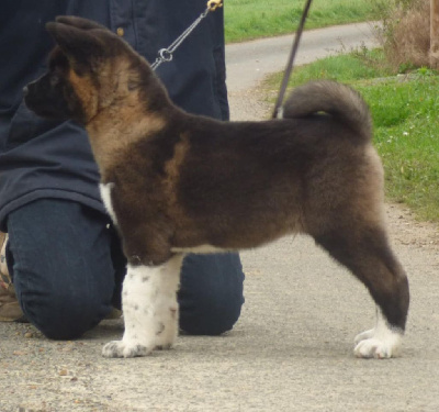 Étalon Akita americain - Vérone La Colline D'olga