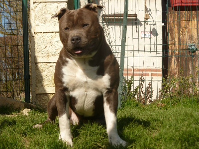 Étalon American Staffordshire Terrier - Ryback legend Gloss Diamond's