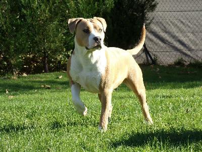 Étalon American Staffordshire Terrier - Ultime blue dream De La Legende Us De Siberia