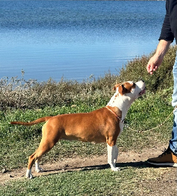 Étalon American Staffordshire Terrier - Utah the pretty girl hot'entik karibean dog