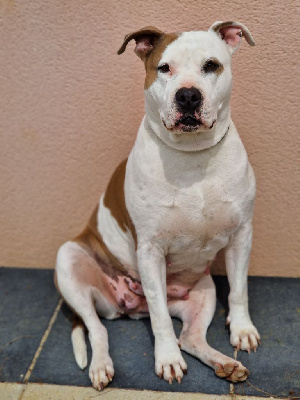 Étalon American Staffordshire Terrier - Maddy (Sans Affixe)