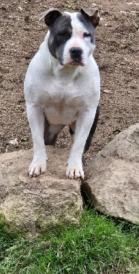 Étalon American Staffordshire Terrier - U'neytiri du Règne De Kayna