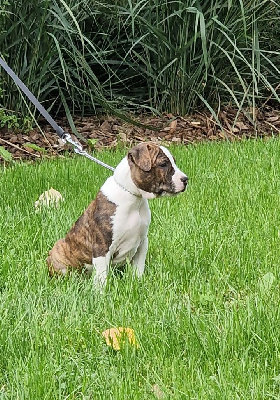 Étalon American Staffordshire Terrier - Vulcain brindle Panther Of Stafford