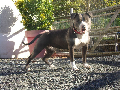 Étalon American Staffordshire Terrier - Ulka de la Taverne d'Ox