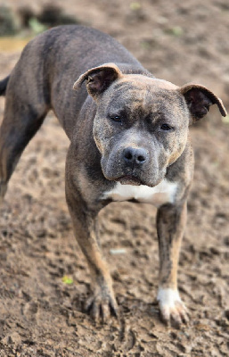 Étalon American Staffordshire Terrier - U'nyx du Règne De Kayna