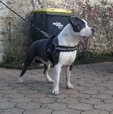 Étalon American Staffordshire Terrier - Bubble Square Tac