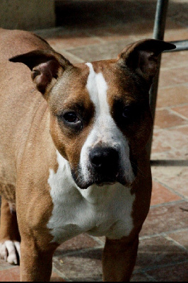 Étalon American Staffordshire Terrier - Pompom girl D'elle De La Crique