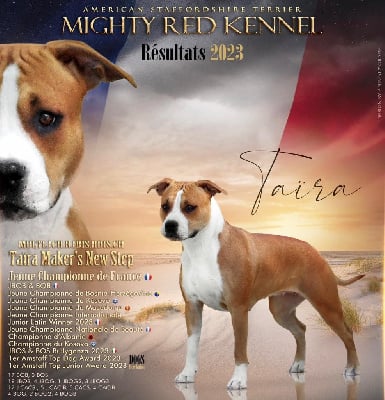 Étalon American Staffordshire Terrier - CH. Taïra Maker's New Step