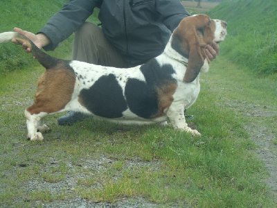 Étalon Basset Hound - Trotinette de l'Angelarde