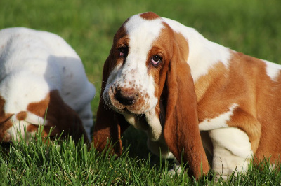 Étalon Basset Hound - Tania De La Flamme Sacrée D'Hestia