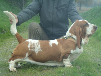 Étalon Basset Hound - Tete-de-linotte de l'Angelarde