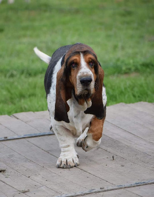 Étalon Basset Hound - Reblochon des Cotes de la Saunade