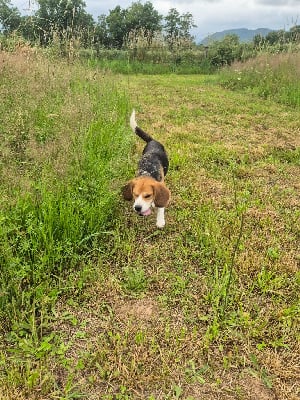 Étalon Beagle - Salème du Val d'Ondaine