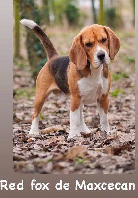 Étalon Beagle - CH. Red fox de Maxcecan