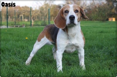 Étalon Beagle - Oasis du clos du bonheur