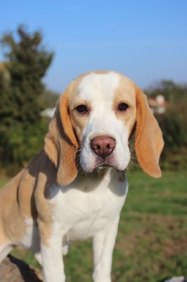 Étalon Beagle - Vice versa de la vallée du grand loup