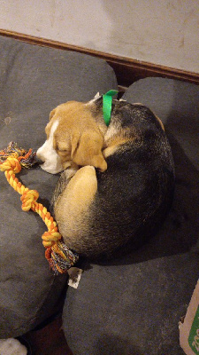 Étalon Beagle - Vanille de la vallée du grand loup