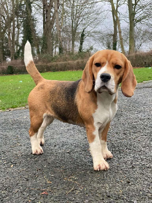 Étalon Beagle - Rose bonbon de Maxcecan