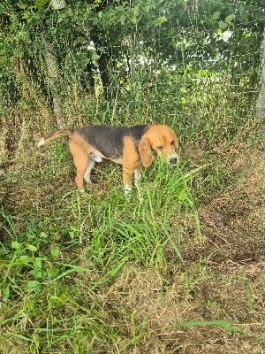 Étalon Beagle - Tigrou du Val d'Ondaine