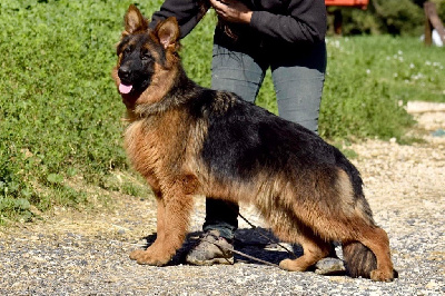 Étalon Berger Allemand - Tiphanny Du Domaine De Brenda