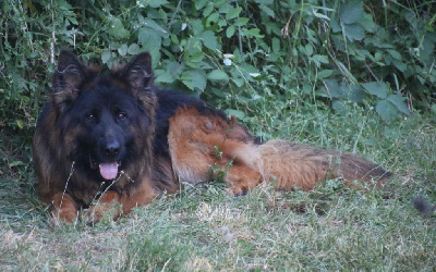 Étalon Berger Allemand Poil Long - Ti'loup du Domaine de la Phoenix Doree