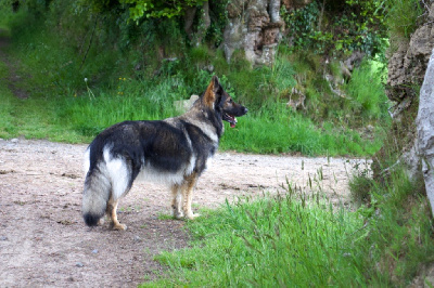 Étalon Berger Allemand Poil Long - Rydenn oak de la légende du loup noir