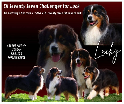 Étalon Berger Australien - CH. seventy seven Challenger for luck lucky