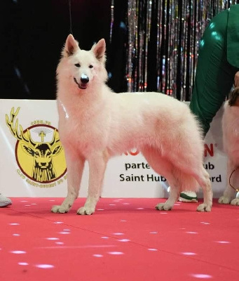 Étalon Berger Blanc Suisse - U're the only one jade Of Farah's Pearls