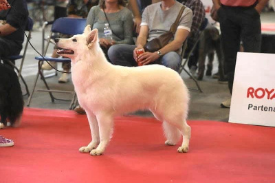 Étalon Berger Blanc Suisse - U come as you are der Weibe Stern